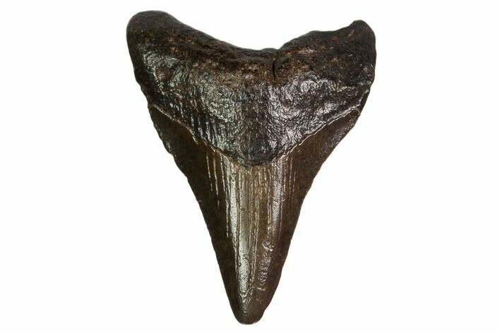 Juvenile Megalodon Tooth - Georgia #158831